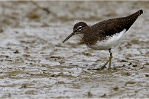 Cugnaux 16-10-11 2812   Photos ACG 2016