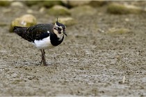 Cugnaux 16-10-11 2815   Photos ACG 2016