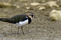 Cugnaux 16-10-11 2820   Photos ACG 2016