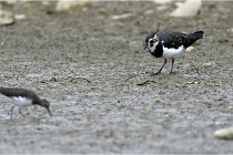 Cugnaux 16-10-11 2842   Photos ACG 2016