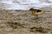 Cugnaux 16-10-11 2923   Photos ACG 2016