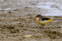 Cugnaux 16-10-11 2926   Photos ACG 2016