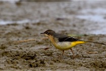 Cugnaux 16-10-11 2927   Photos ACG 2016