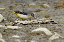 Cugnaux 16-10-11 2950   Photos ACG 2016