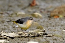 Cugnaux 16-10-11 2960   Photos ACG 2016