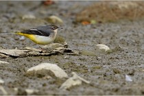 Cugnaux 16-10-11 2962   Photos ACG 2016