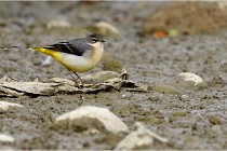 Cugnaux 16-10-11 2963   Photos ACG 2016