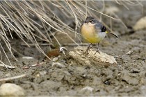 Cugnaux 16-10-11 2969   Photos ACG 2016