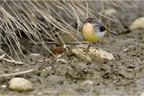 Cugnaux 16-10-11 2970   Photos ACG 2016