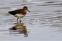 Cugnaux 16-10-11 2979   Photos ACG 2016