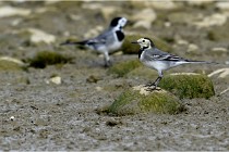 Cugnaux 16-10-11 2991   Photos ACG 2016