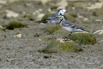 Cugnaux 16-10-11 2992   Photos ACG 2016