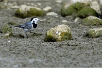 Cugnaux 16-10-11 3026   Photos ACG 2016