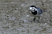 Cugnaux 16-10-11 3038   Photos ACG 2016