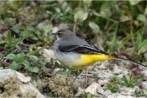 Cugnaux 16-10-11 3042   Photos ACG 2016