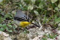 Cugnaux 16-10-11 3043   Photos ACG 2016