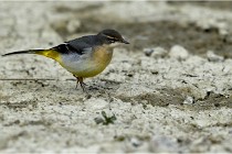 Cugnaux 16-10-11 3055   Photos ACG 2016