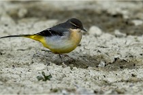 Cugnaux 16-10-11 3056   Photos ACG 2016