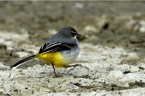 Cugnaux 16-10-11 3059   Photos ACG 2016