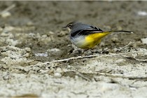 Cugnaux 16-10-11 3062   Photos ACG 2016