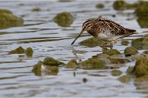Cugnaux 16-10-11 3064   Photos ACG 2016