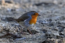 Cugnaux 16-10-11 3789   Photos ACG 2016