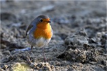 Cugnaux 16-10-11 3793   Photos ACG 2016