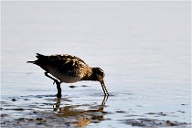 Cugnaux 16-10-11 3817   Photos ACG 2016