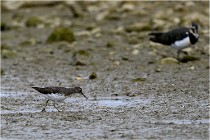 Cugnaux 16-10-11 3884   Photos ACG 2016