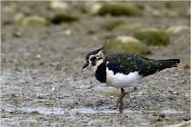 Cugnaux 16-10-11 3905   Photos ACG 2016