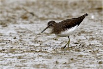 Cugnaux 16-10-11 3919   Photos ACG 2016