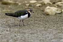 Cugnaux 16-10-11 3930   Photos ACG 2016