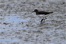 Cugnaux 16-10-11 3955   Photos ACG 2016