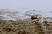 Cugnaux 16-10-11 4020   Photos ACG 2016