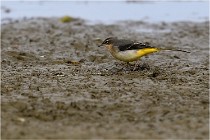 Cugnaux 16-10-11 4040   Photos ACG 2016