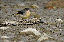 Cugnaux 16-10-11 4065   Photos ACG 2016