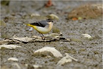 Cugnaux 16-10-11 4070   Photos ACG 2016