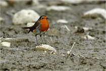 Cugnaux 16-10-11 4155   Photos ACG 2016