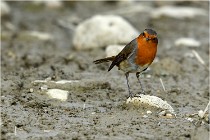 Cugnaux 16-10-11 4158   Photos ACG 2016