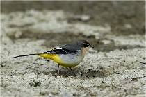 Cugnaux 16-10-11 4164   Photos ACG 2016