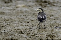 Cugnaux 16-10-11 2198   Photos ACG 2016