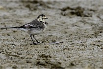 Cugnaux 16-10-11 2205   Photos ACG 2016