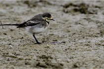 Cugnaux 16-10-11 2211   Photos ACG 2016