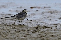 Cugnaux 16-10-11 2214   Photos ACG 2016