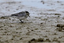 Cugnaux 16-10-11 2219   Photos ACG 2016