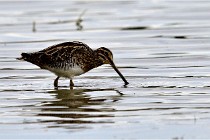 Cugnaux 16-10-11 2233   Photos ACG 2016