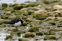 Cugnaux 16-10-11 2263   Photos ACG 2016