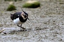 Cugnaux 16-10-11 2281   Photos ACG 2016