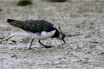 Cugnaux 16-10-11 2287   Photos ACG 2016