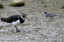 Cugnaux 16-10-11 2289   Photos ACG 2016